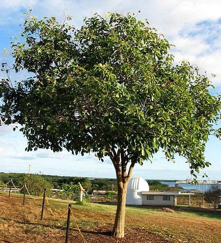 Sapindus oahuensis